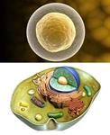 клетъчно ядро